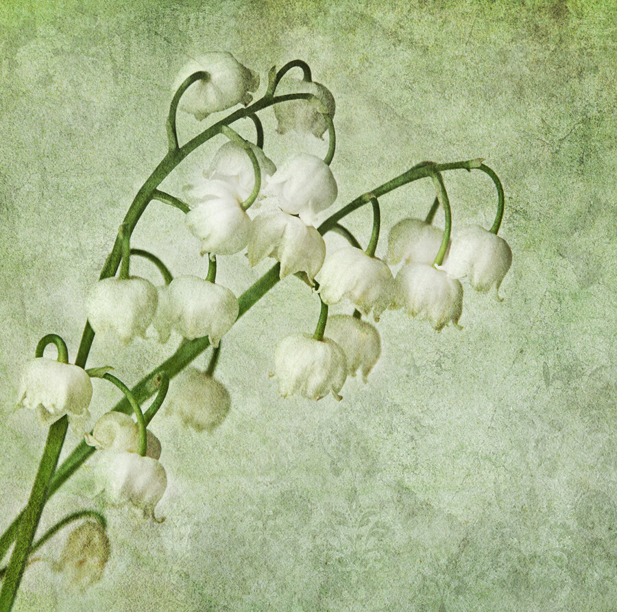 Photograph lily of the valley by Claudia Moeckel on 500px