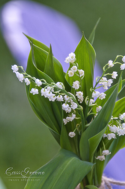 Photograph Lily of Valley Flower by Cass Peterson Greene on 500px