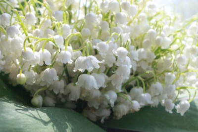 Photograph Lily of the valley by Alina Ivanova on 500px