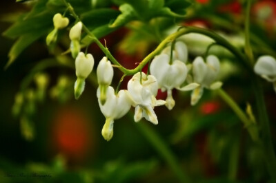 Photograph lily of the valley by Reihaneh M on 500px