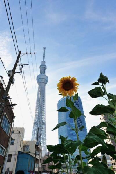 向日葵和天空树。摄影by プロパティ