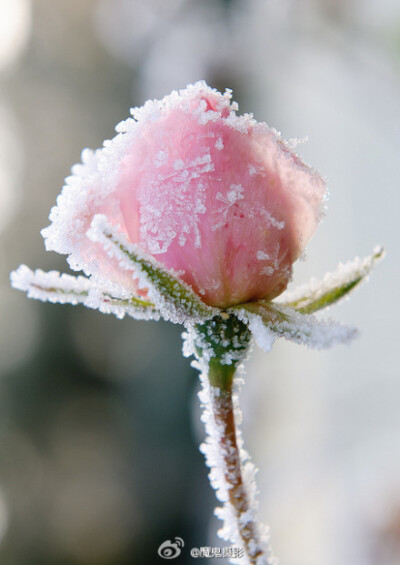 冰雪只会让它变得更美丽