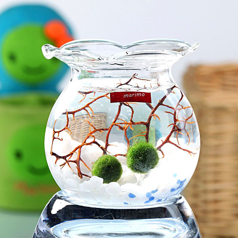 幸福marimo 手工可爱花缸