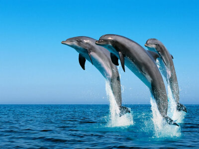 Nature Wallpaper: Dolphins