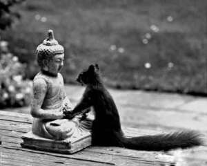 松鼠与佛祖