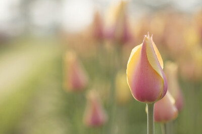 郁金香、郁金香、tulip、花、flower、BEAUTYING