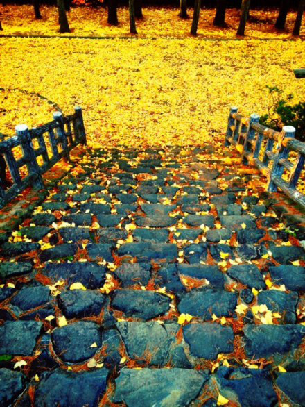 北海道，札幌市，银杏地毯…暖心的黄色❤ ~