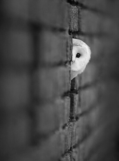 owl【owl city】我一直在关注你，用一切你知道或不知道的方式。
