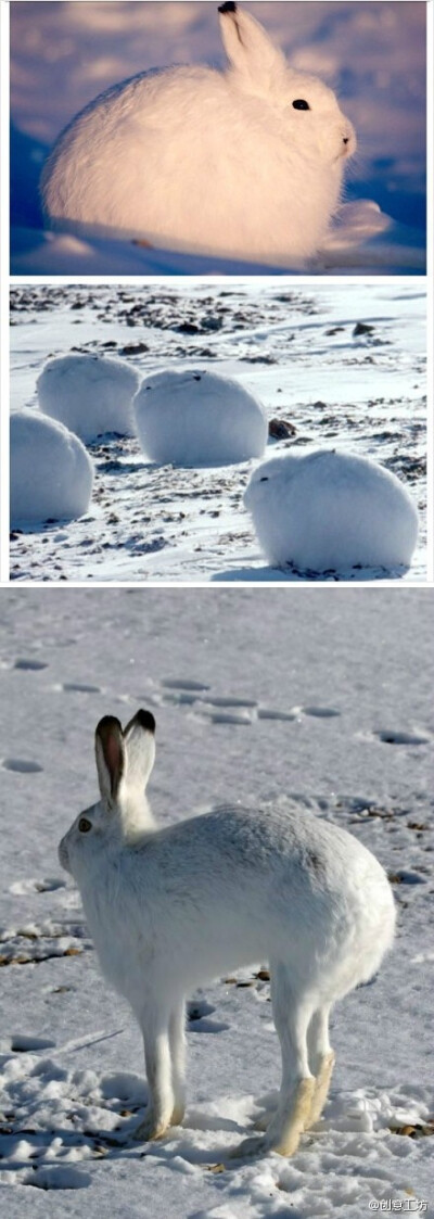 【这是真的吗？！】北极兔(Arctic hare)，是一种适应了北极和山地环境的兔子。肥肥的，耳朵和后肢小，有的还没有尾巴，看上去非常可爱！但是你看过她站起来以后的样子么！特地去找了站起来以后的图拼一下，来一起开…