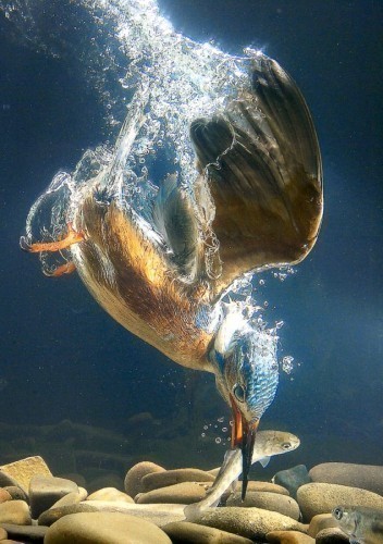 翠鸟入水抓鱼瞬间。