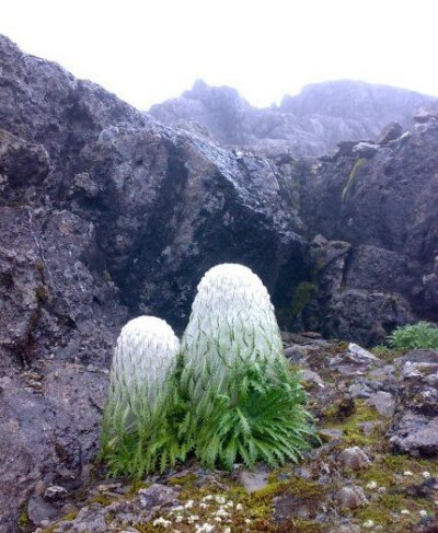 owl【植物神经】雪兔子。