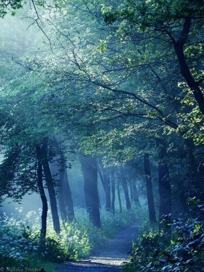 Blue path in the forest