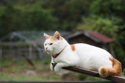 我想变成猫叔，这样只要天天卖萌就可以了