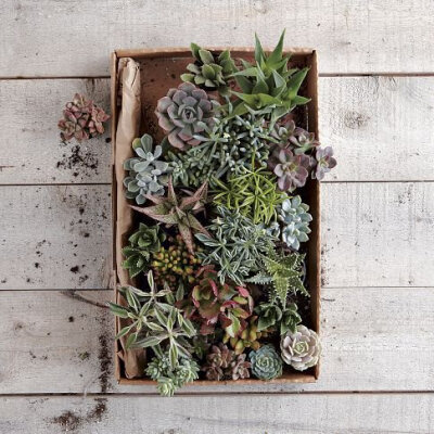 Succulents | west elm