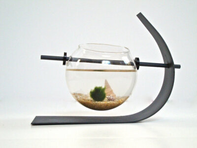 Green Marimo Moss Ball Modern Decor / Table by eGardenStudio