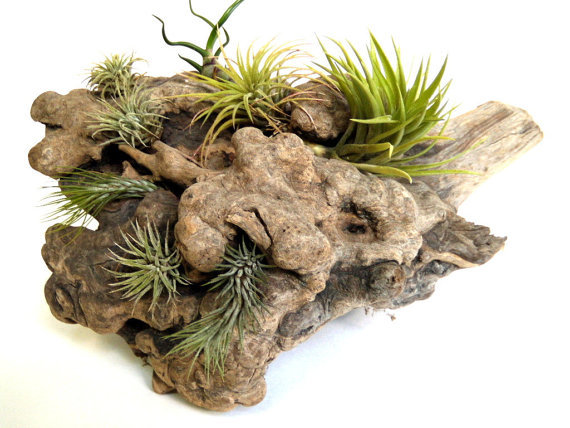 5 Air Plants to Start Your Collection