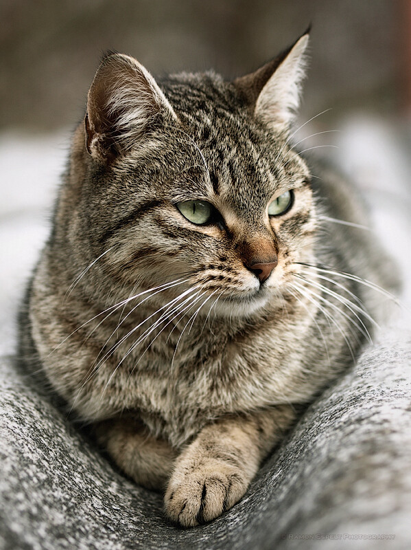 Cat on roof