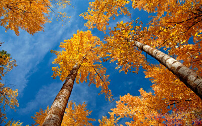 landscapes nature trees autumn (season) yellow leaves skyscapes / 1920x1200 Wallpaper