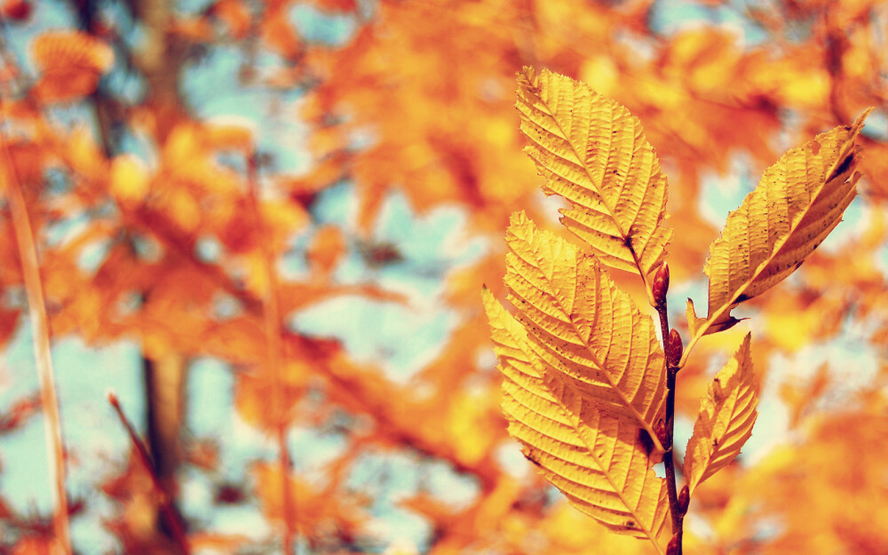 leaf autumn (season) / 1680x1050 Wallpaper