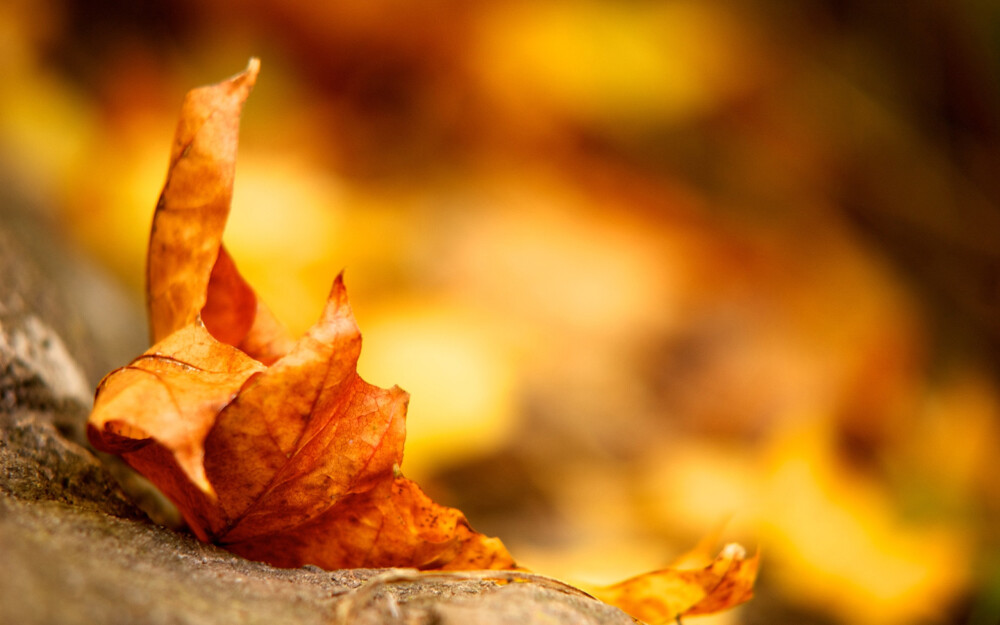 nature autumn (season) leaves seasons fallen leaves / 2560x1600 Wallpaper