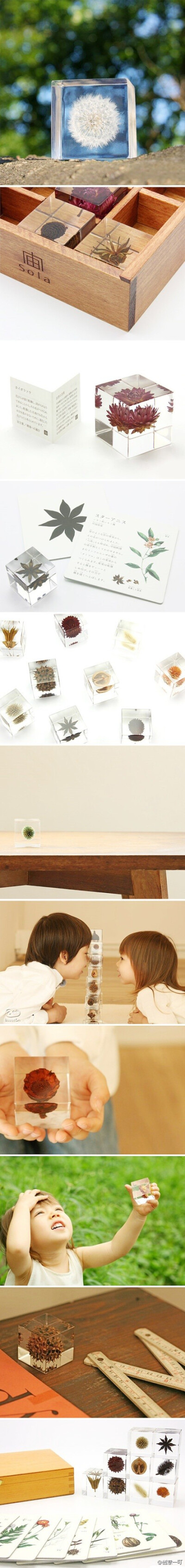【自然系】 日本设计师吉村紘一的创意品牌Sola，使用各种植物的种子做成的小物件，包装盒也非常漂亮！用来当作礼物再合适不过啦！