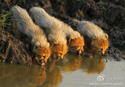 【@好摄之徒罗红：马赛马拉草原上的小猎豹(图)】听说马赛马拉草原上有一只猎豹一次产下了四只小猎豹，我立即就飞了过去。拍到了这四只毛绒绒的憨态可掬的小猎豹。因刚出生不久，身上有一层灰色的绒毛。通常情况下，…
