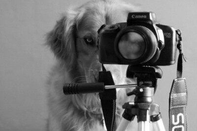狗狗摄影师