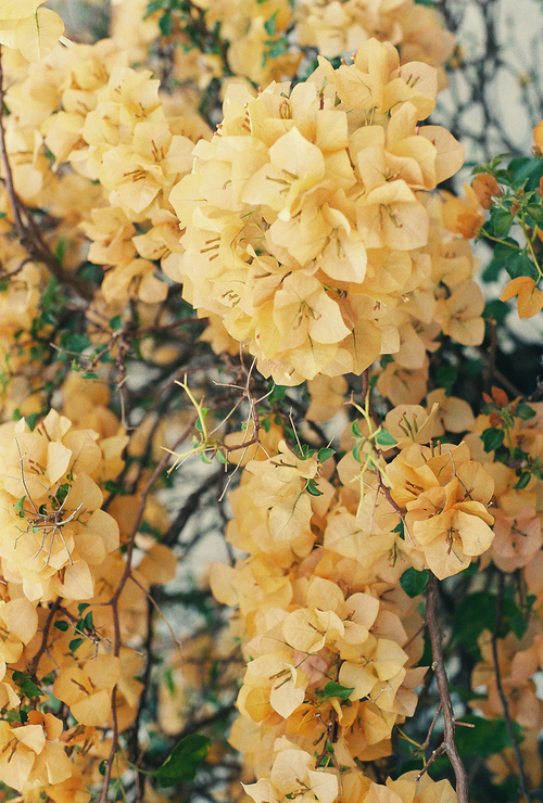 這是什么花啊？