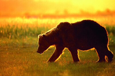 棕熊，2012年“我在阿拉斯加拍摄棕熊时，遇到了这场完美的日落。正确的光线，正确的时间。”
