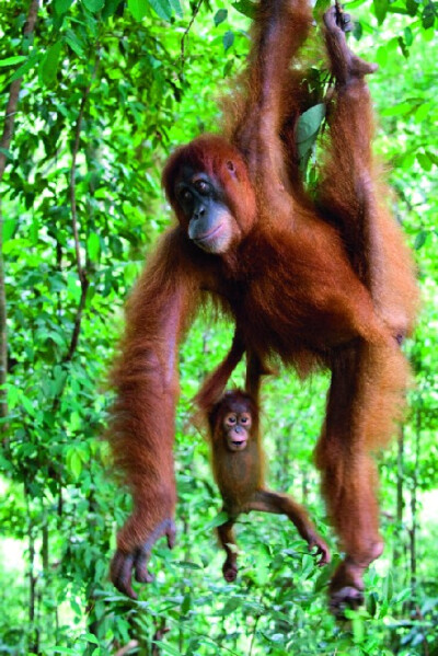 红毛猩猩，2010年“这幅照片拍摄于印度尼西亚北苏门答腊省，顽皮的小猩猩和它妈妈一起挂在树上，相映成趣。