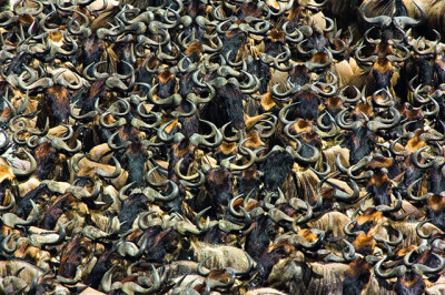 野牛群，2006年“一群野牛聚集在一起渡过马拉河。我很早就构思了这个画面，等了很久才等到所有元素就位的机会。”