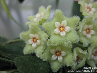 owl【植物神经】绿叶常见，绿花不常见！ { 匍匐球兰，学名：Hoya serpens ，摄影：kellycoolj }