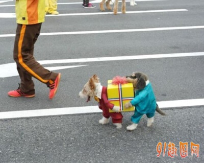这狗狗衣服太搞笑了，猛一看还真以为是俩呢。太有才了！
