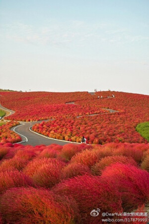 地肤山，常陆那珂市，日本