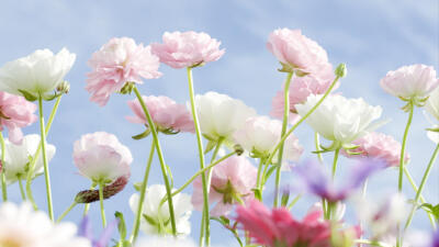 清新花朵桌面壁纸_满山遍野的花朵唯美高清壁纸，桌面壁纸http://www.xshuma.com