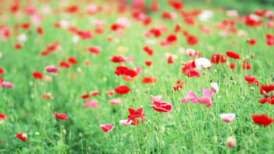 红艳艳高清花朵图片_满山遍野的花朵唯美高清壁纸