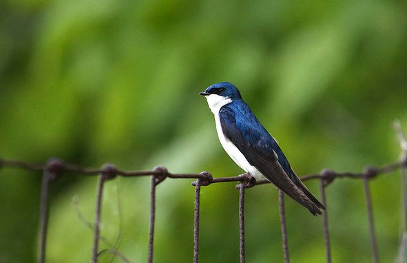 【中文名称】蓝燕【拉丁学名】Hirundo atrocaerulea【命名时间】Sundevall, 1850【英文名称】Blue Swallow【科属分类】脊索动物门、鸟纲、雀形目、燕科 分布于非洲中南部地区，包括阿拉伯半岛的南部、撒哈拉沙漠（北回归线）以南的整个非洲大陆。保护级别：列入《世界自然保护联盟》（IUCN）ver 3.1：2009年鸟类红色名录——易危（VU）。