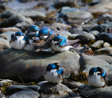 【中文名称】蓝燕【拉丁学名】Hirundo atrocaerulea【命名时间】Sundevall, 1850【英文名称】Blue Swallow【科属分类】脊索动物门、鸟纲、雀形目、燕科 分布于非洲中南部地区，包括阿拉伯半岛的南部、撒哈拉沙漠（北回归线）以南的整个非洲大陆。保护级别：列入《世界自然保护联盟》（IUCN）ver 3.1：2009年鸟类红色名录——易危（VU）。