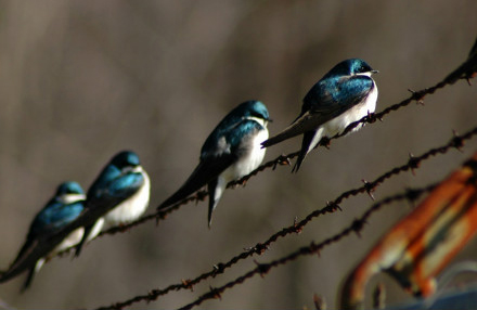 【中文名称】蓝燕【拉丁学名】Hirundo atrocaerulea【命名时间】Sundevall, 1850【英文名称】Blue Swallow【科属分类】脊索动物门、鸟纲、雀形目、燕科 分布于非洲中南部地区，包括阿拉伯半岛的南部、撒哈拉沙漠（北回归线）以南的整个非洲大陆。保护级别：列入《世界自然保护联盟》（IUCN）ver 3.1：2009年鸟类红色名录——易危（VU）。