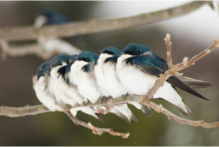 【中文名称】蓝燕【拉丁学名】Hirundo atrocaerulea【命名时间】Sundevall, 1850【英文名称】Blue Swallow【科属分类】脊索动物门、鸟纲、雀形目、燕科 分布于非洲中南部地区，包括阿拉伯半岛的南部、撒哈拉沙漠（北回归线）以南的整个非洲大陆。保护级别：列入《世界自然保护联盟》（IUCN）ver 3.1：2009年鸟类红色名录——易危（VU）。