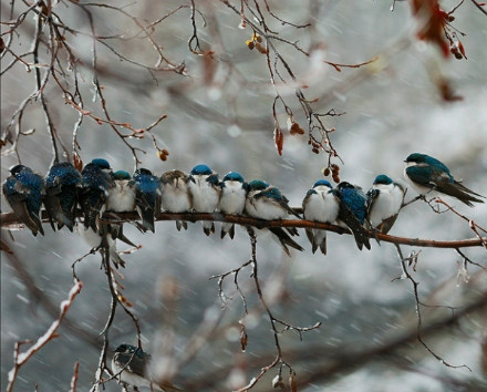 【中文名称】蓝燕【拉丁学名】Hirundo atrocaerulea【命名时间】Sundevall, 1850【英文名称】Blue Swallow【科属分类】脊索动物门、鸟纲、雀形目、燕科 分布于非洲中南部地区，包括阿拉伯半岛的南部、撒哈拉沙漠（北回归线）以南的整个非洲大陆。保护级别：列入《世界自然保护联盟》（IUCN）ver 3.1：2009年鸟类红色名录——易危（VU）。