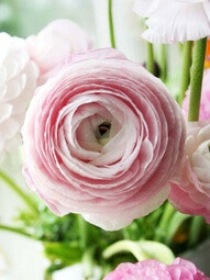 ranunculus. so pretty.