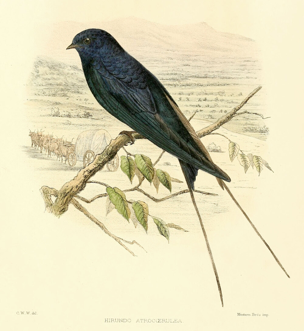 【中文名称】蓝燕【拉丁学名】Hirundo atrocaerulea【命名时间】Sundevall, 1850【英文名称】Blue Swallow【科属分类】脊索动物门、鸟纲、雀形目、燕科 分布于非洲中南部地区，包括阿拉伯半岛的南部、撒哈拉沙漠（北回归线）以南的整个非洲大陆。保护级别：列入《世界自然保护联盟》（IUCN）ver 3.1：2009年鸟类红色名录——易危（VU）。