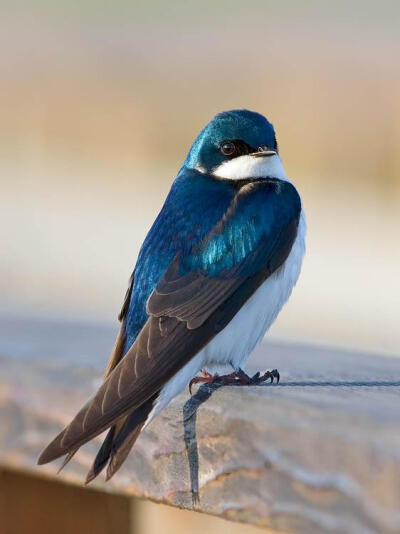 【中文名称】蓝燕【拉丁学名】Hirundo atrocaerulea【命名时间】Sundevall, 1850【英文名称】Blue Swallow【科属分类】脊索动物门、鸟纲、雀形目、燕科 分布于非洲中南部地区，包括阿拉伯半岛的南部、撒哈拉沙漠（北…