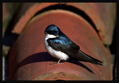 【中文名称】蓝燕【拉丁学名】Hirundo atrocaerulea【命名时间】Sundevall, 1850【英文名称】Blue Swallow【科属分类】脊索动物门、鸟纲、雀形目、燕科 分布于非洲中南部地区，包括阿拉伯半岛的南部、撒哈拉沙漠（北…