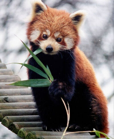 Red Panda (Endangered)