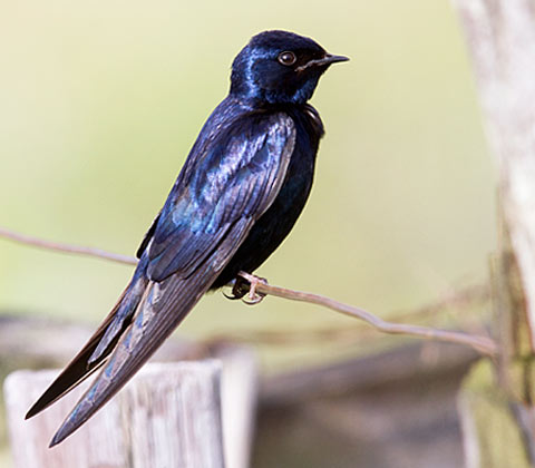 【中文名称】蓝燕【拉丁学名】Hirundo atrocaerulea【命名时间】Sundevall, 1850【英文名称】Blue Swallow【科属分类】脊索动物门、鸟纲、雀形目、燕科 分布于非洲中南部地区，包括阿拉伯半岛的南部、撒哈拉沙漠（北回归线）以南的整个非洲大陆。保护级别：列入《世界自然保护联盟》（IUCN）ver 3.1：2009年鸟类红色名录——易危（VU）。