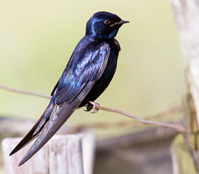 【中文名称】蓝燕【拉丁学名】Hirundo atrocaerulea【命名时间】Sundevall, 1850【英文名称】Blue Swallow【科属分类】脊索动物门、鸟纲、雀形目、燕科 分布于非洲中南部地区，包括阿拉伯半岛的南部、撒哈拉沙漠（北…