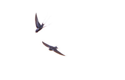 【中文名称】蓝燕【拉丁学名】Hirundo atrocaerulea【命名时间】Sundevall, 1850【英文名称】Blue Swallow【科属分类】脊索动物门、鸟纲、雀形目、燕科 分布于非洲中南部地区，包括阿拉伯半岛的南部、撒哈拉沙漠（北…