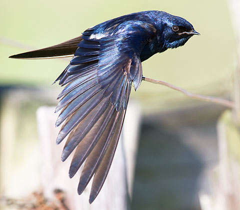 【中文名称】蓝燕【拉丁学名】Hirundo atrocaerulea【命名时间】Sundevall, 1850【英文名称】Blue Swallow【科属分类】脊索动物门、鸟纲、雀形目、燕科 分布于非洲中南部地区，包括阿拉伯半岛的南部、撒哈拉沙漠（北回归线）以南的整个非洲大陆。保护级别：列入《世界自然保护联盟》（IUCN）ver 3.1：2009年鸟类红色名录——易危（VU）。